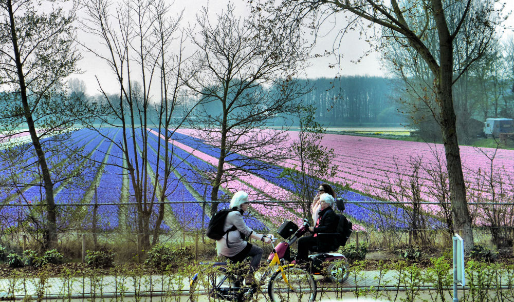 Hyazinthenfelder am Keukenhof