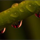 Hyazinthie im Wassertropfen