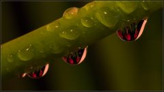 Hyazinthie im Wassertropfen