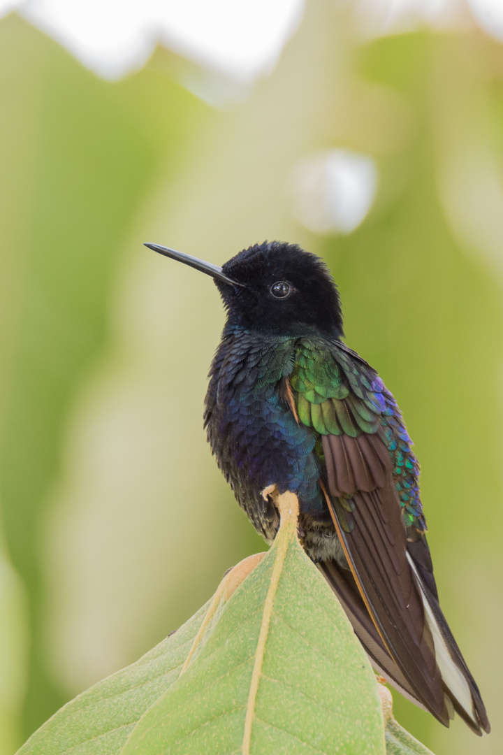 Hyazinthkolibri (Boissonneaua jardini), Tandayapa, Ecuador