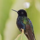 Hyazinthkolibri (Boissonneaua jardini), Tandayapa, Ecuador