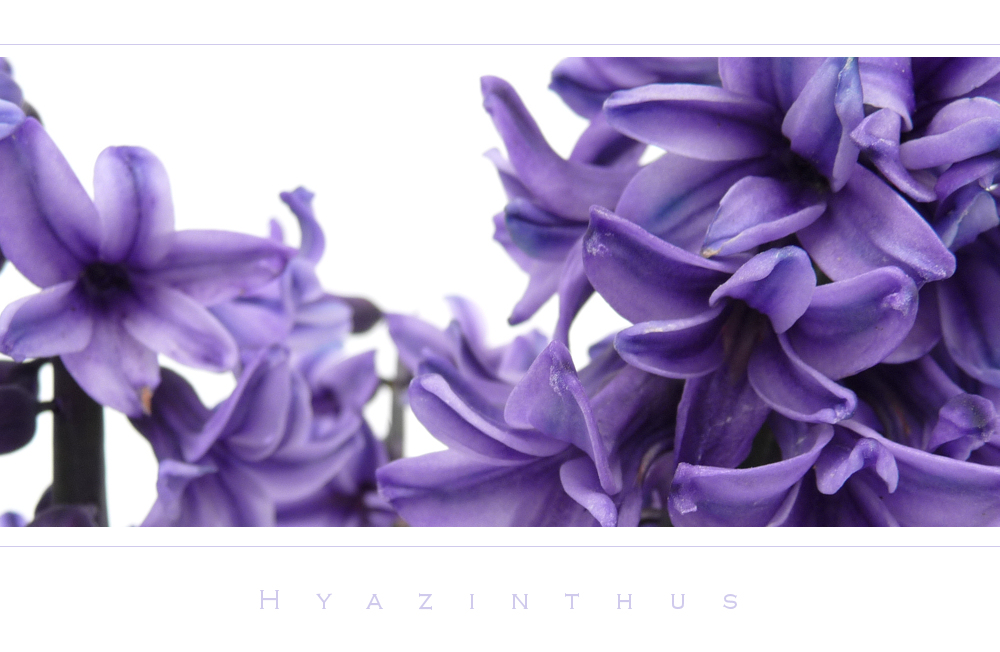 . hyazinthus .