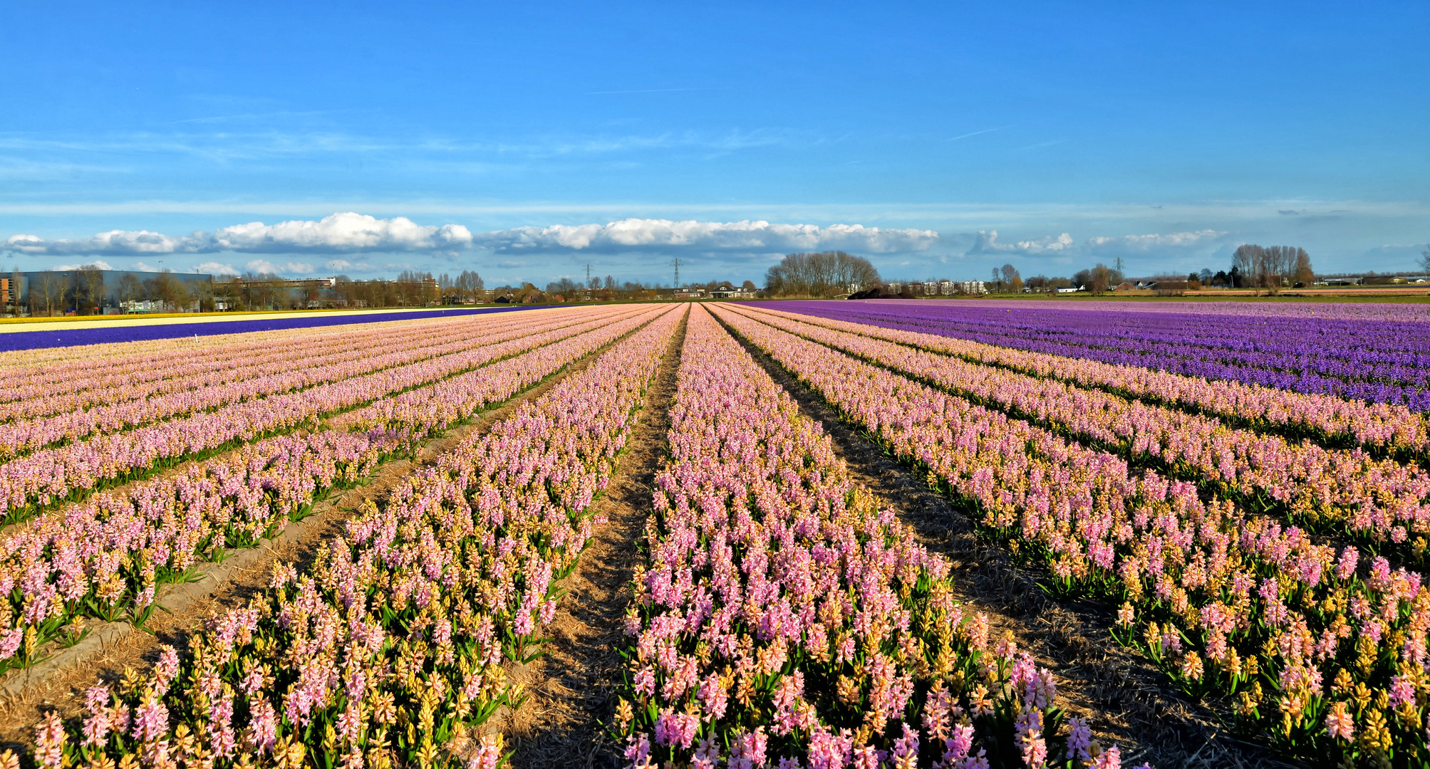 Hyazynthenfeld in Lisse II