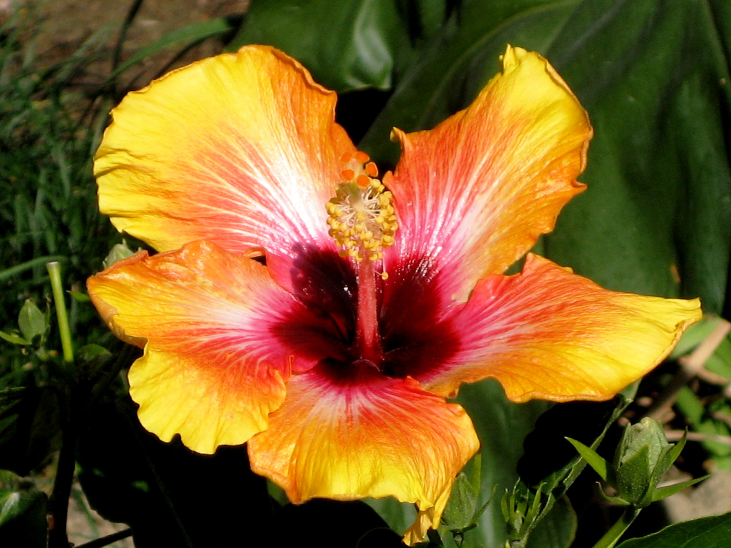 Hybiscus flower