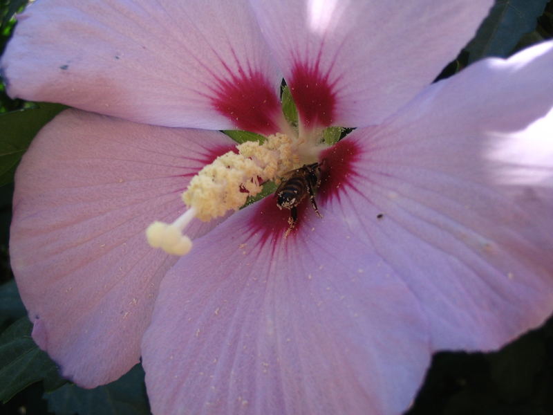 Hybiskus mit Bienchen