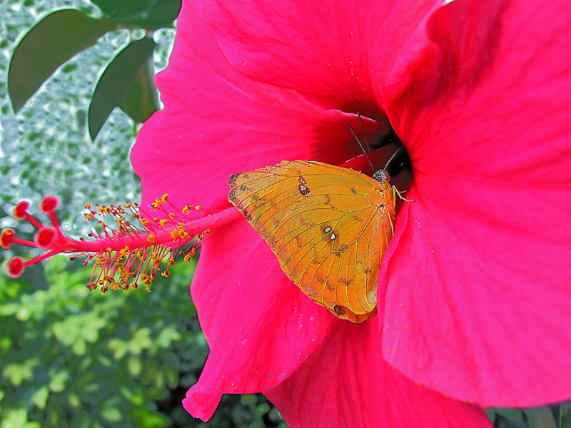 Hybiskus mit Schmetterling