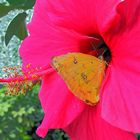 Hybiskus mit Schmetterling