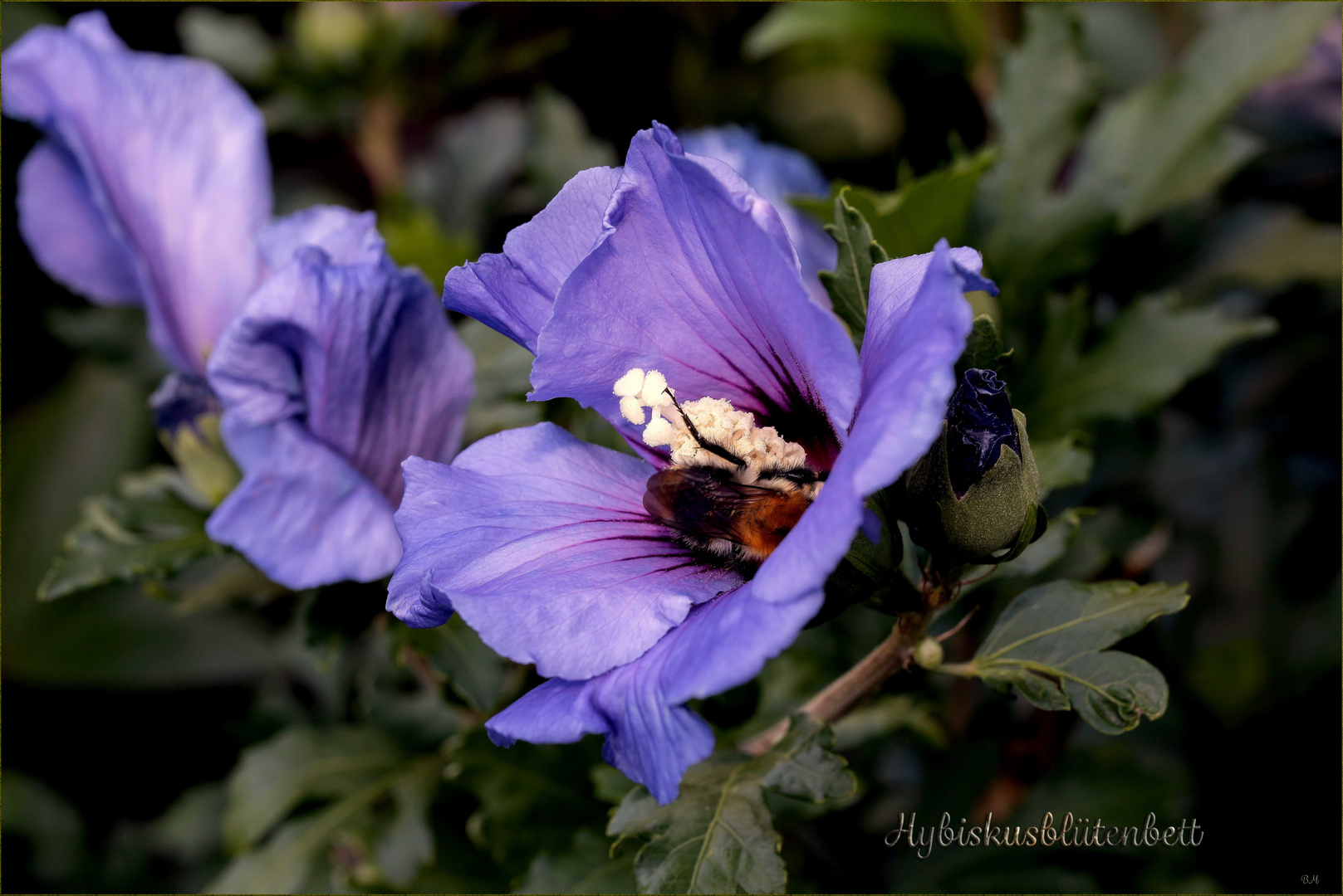  Hybiskusbett mit schlafender Hummel