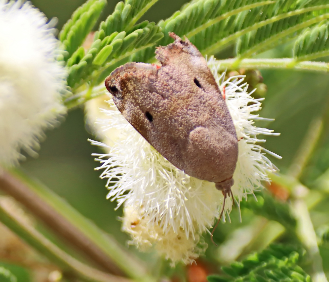 Hyblaea puera , Teak Leaf Roller