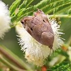 Hyblaea puera , Teak Leaf Roller