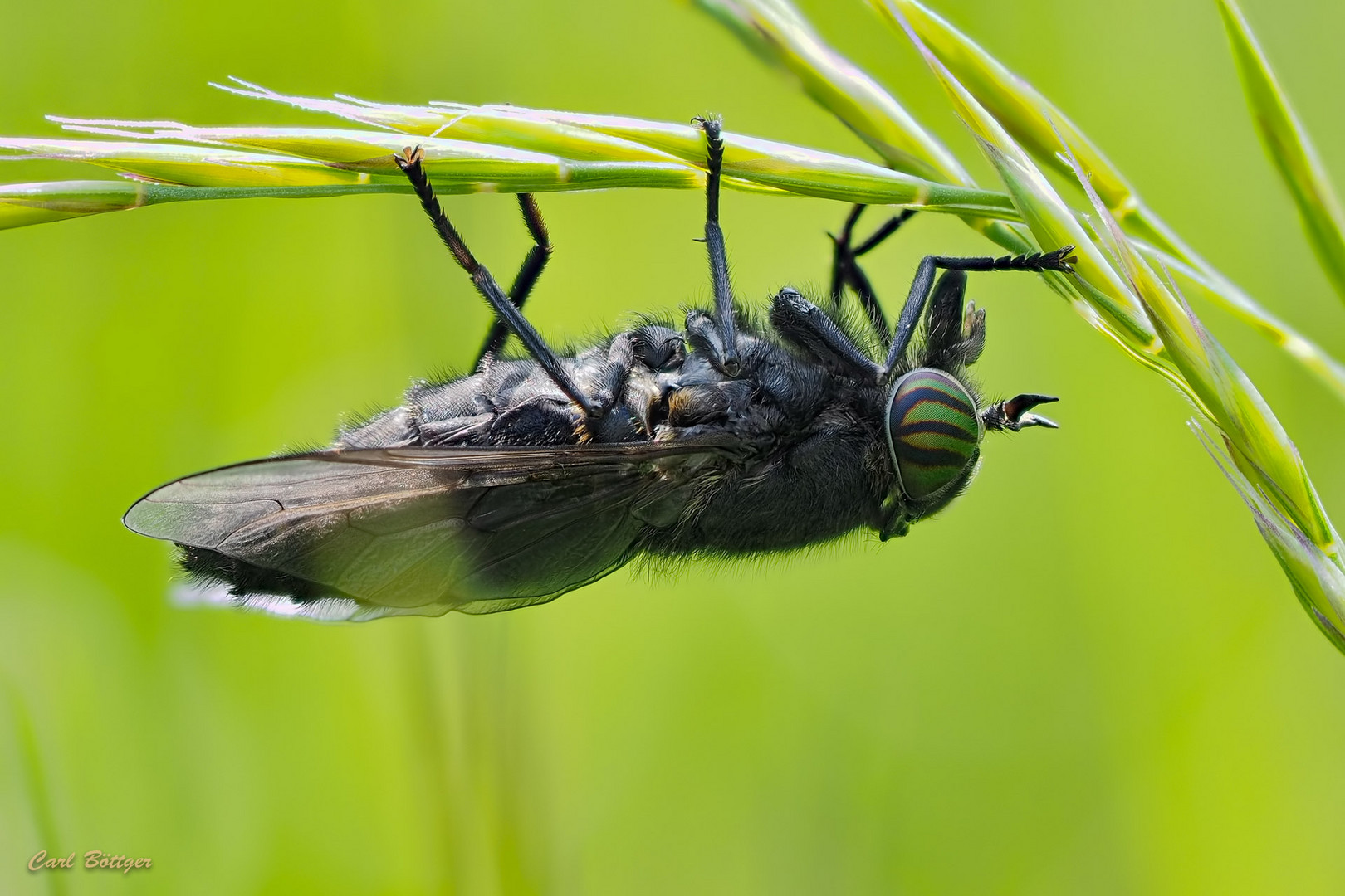 Hybomitra micans - riesig mit schönen Augen