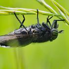 Hybomitra micans - riesig mit schönen Augen