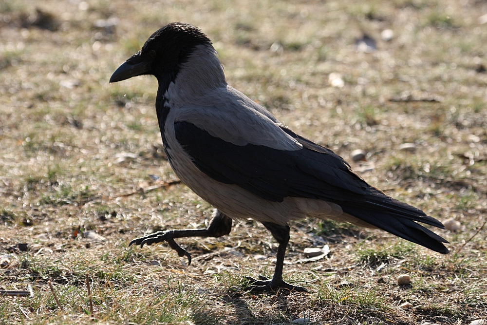 Hybrid: Aaskrähe - Nebelkrähe beim Spaziergang