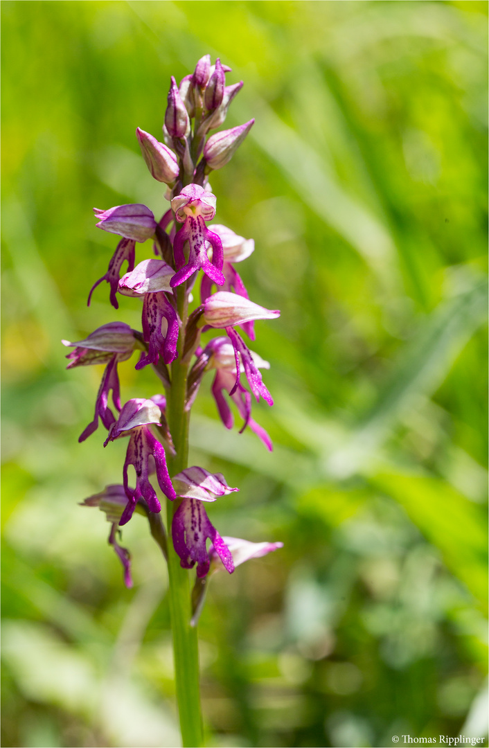 Hybrid des Helmknabenkrautes (Orchis militaris) und der Ohnhorn (Aceras anthropophorum) .