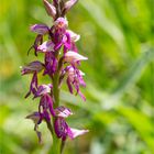 Hybrid des Helmknabenkrautes (Orchis militaris) und der Ohnhorn (Aceras anthropophorum) .