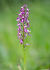 Hybrid des Helmknabenkrautes und der Puppenorchis