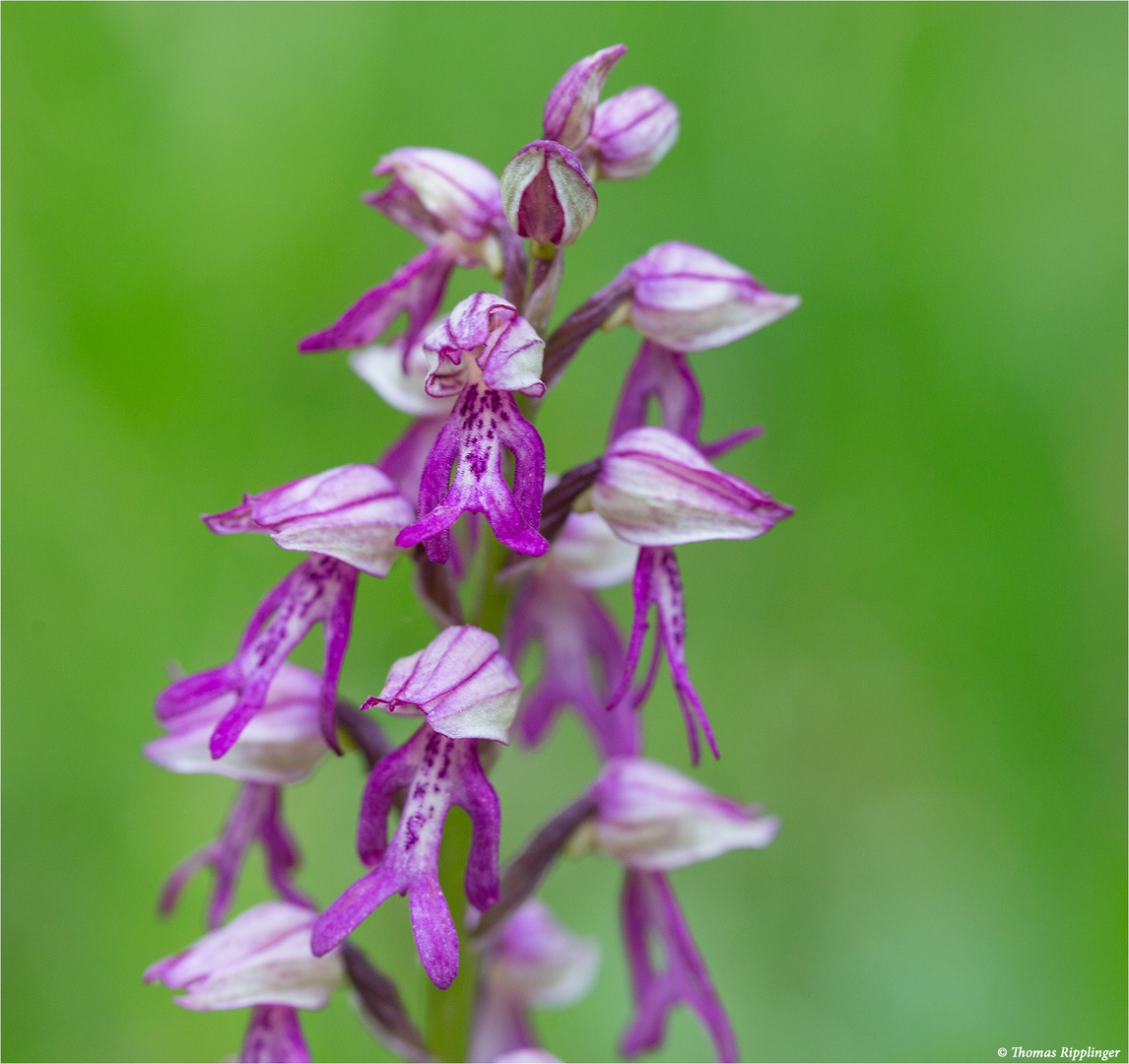 Hybrid des Helmknabenkrautes und der Puppenorchis 9580