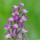 Hybrid des Helmknabenkrautes und der Puppenorchis 9580