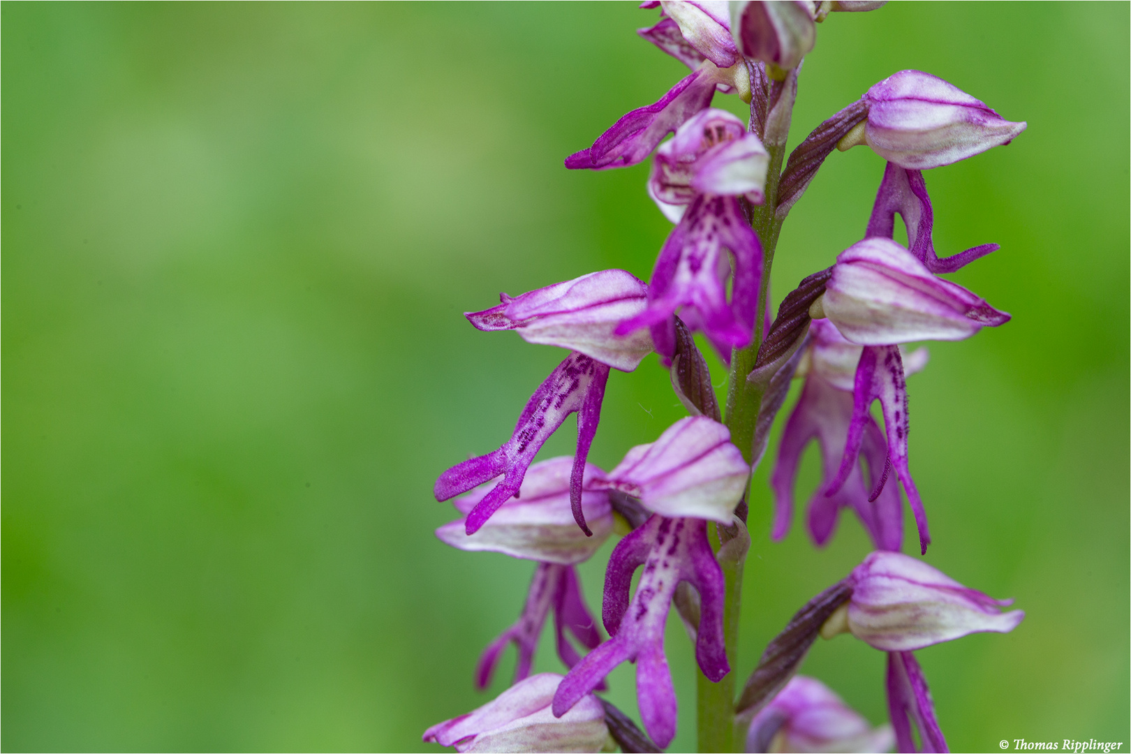 Hybrid des Helmknabenkrautes und der Puppenorchis 9585