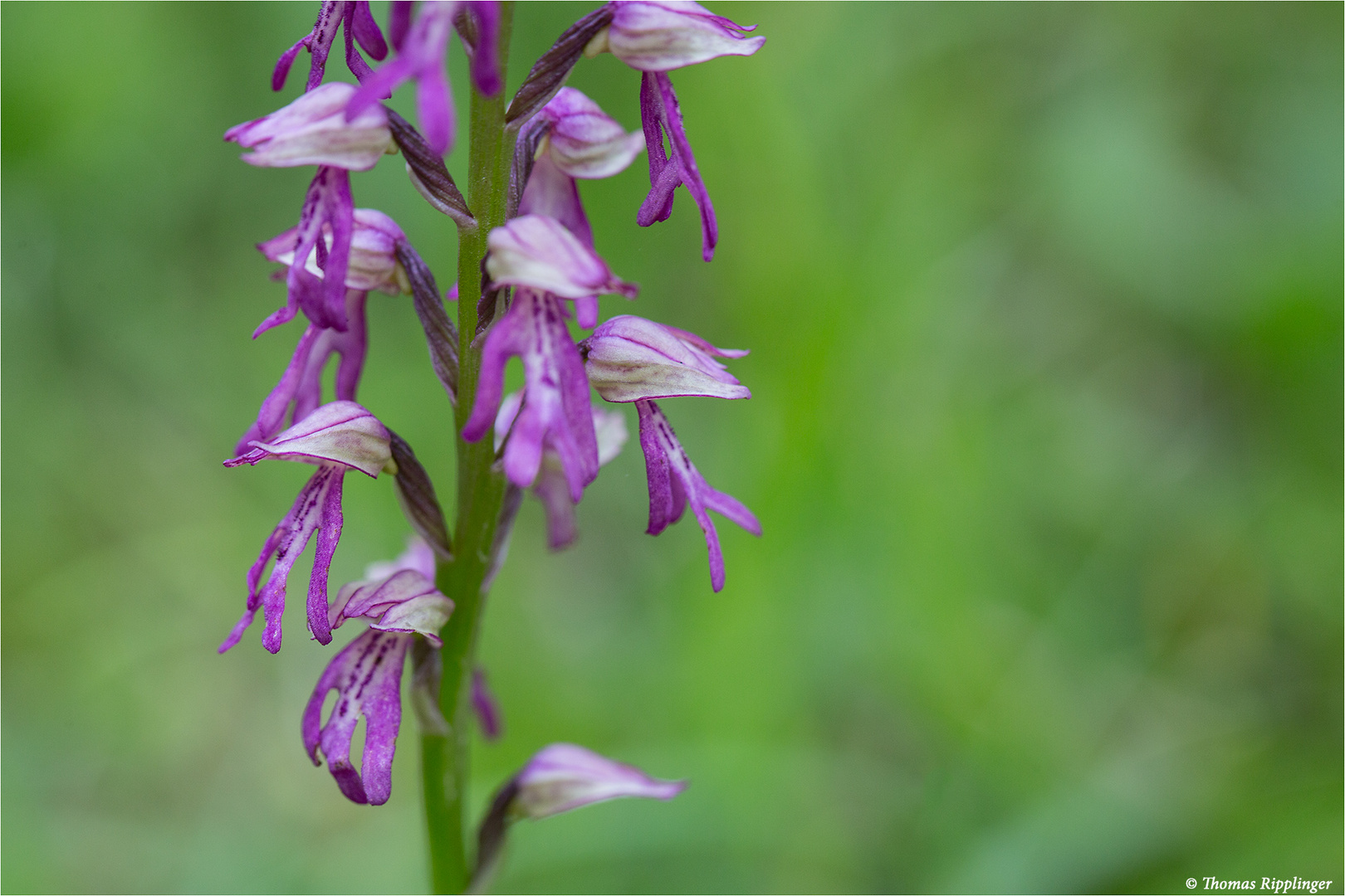 Hybrid des Helmknabenkrautes und der Puppenorchis 9595