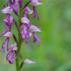 Hybrid des Helmknabenkrautes und der Puppenorchis 9595