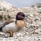 Hybrid-Ente am Bodensee