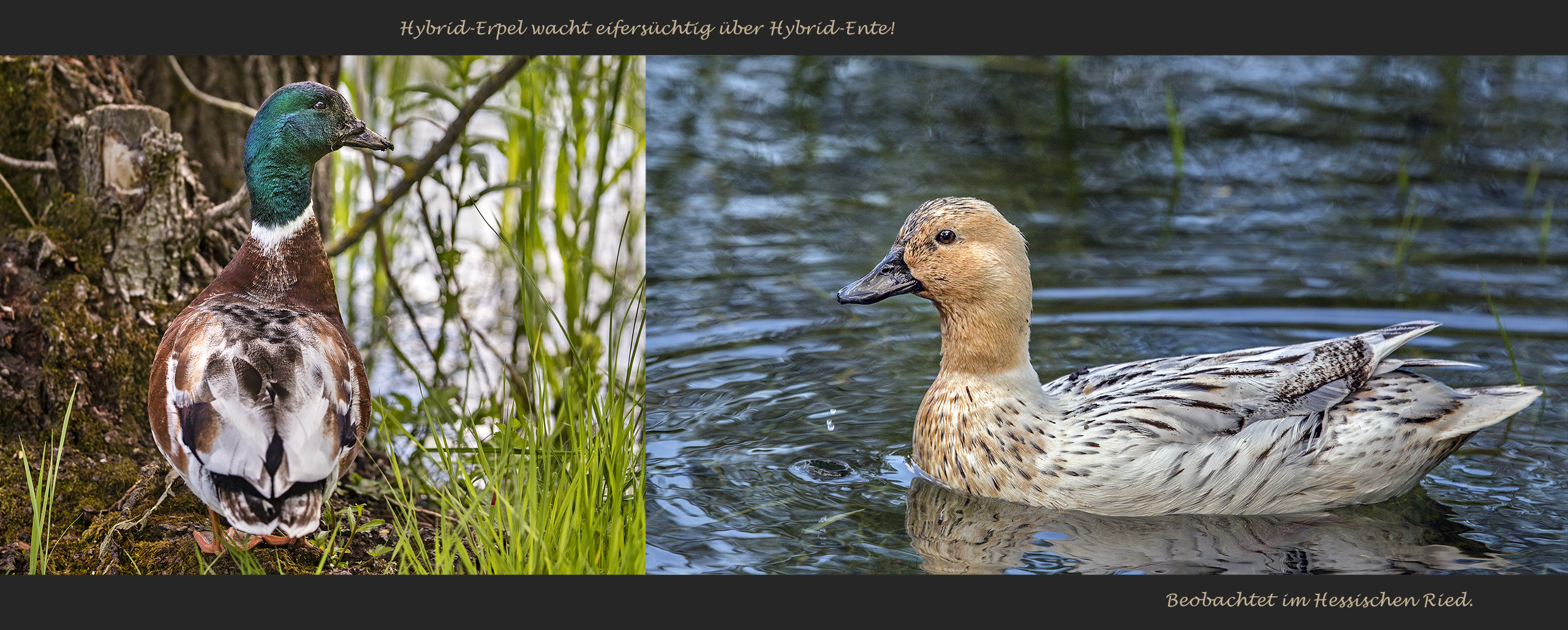 HYBRID-ERPEL wacht über HYBRID-ENTE