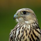 hybrid-falke...kreuzung aus lanner...und gerfalke.....