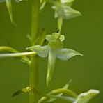 Hybrid Grünliche x Zweiblättrige Waldhyazinthe 09