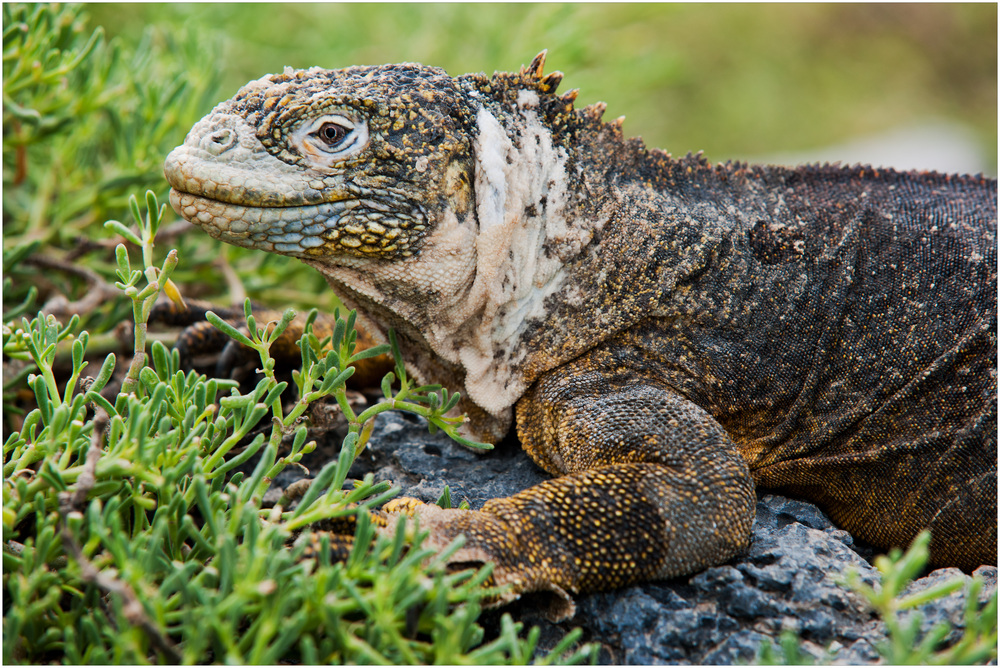 [ Hybrid Iguana ]