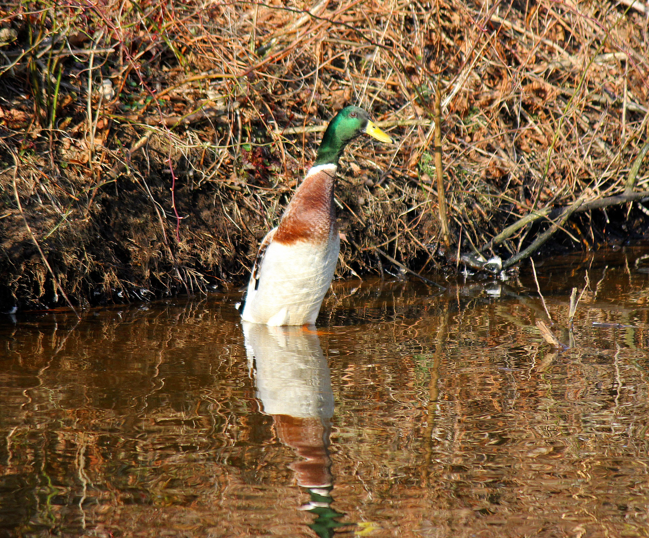 Hybrid ! Stockente mit Laufente oder ???