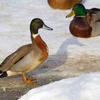 Hybrid Stockente x Spießente