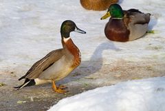 Hybrid Stockente x Spießente