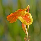 Hybrid  vom Blumenrohr  - Golden Canna (Canna flaccida Salisb.)