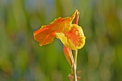 Hybrid  vom Blumenrohr  - Golden Canna (Canna flaccida Salisb.)