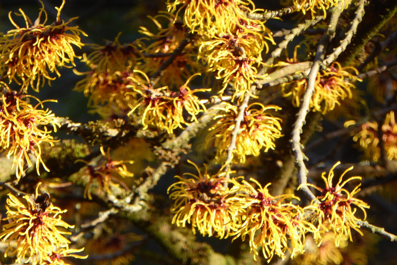 Hybrid-Zaubernuss Hamamelis intermedia