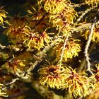 Hybrid-Zaubernuss Hamamelis intermedia