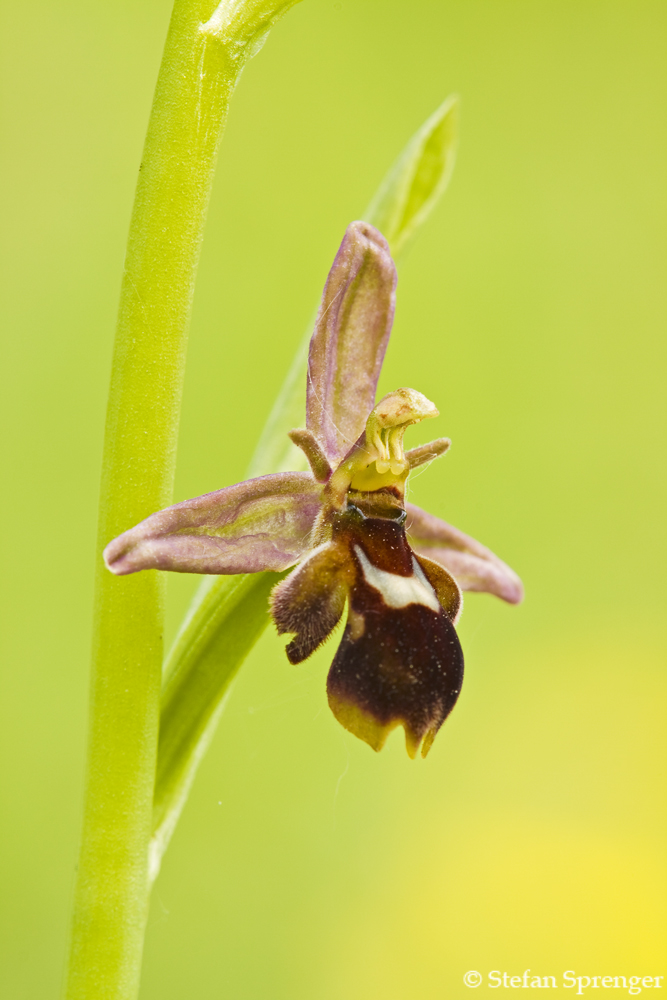 Hybrid zwischen Bienen- + Fliegenragwurz 09