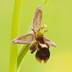 Hybrid zwischen Bienen- + Fliegenragwurz 09