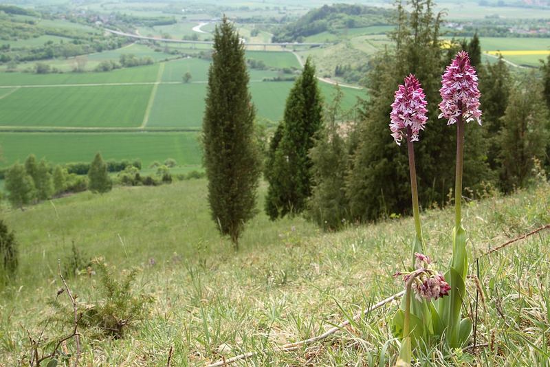 Hybrid zwischen PurPur und Helm Knabenkraut