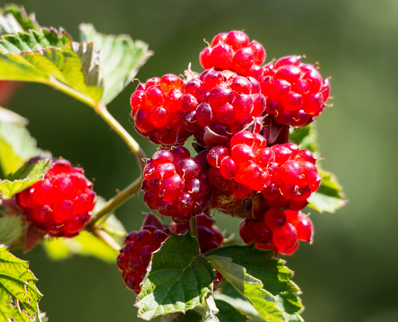 hybridbeeren