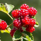 hybridbeeren