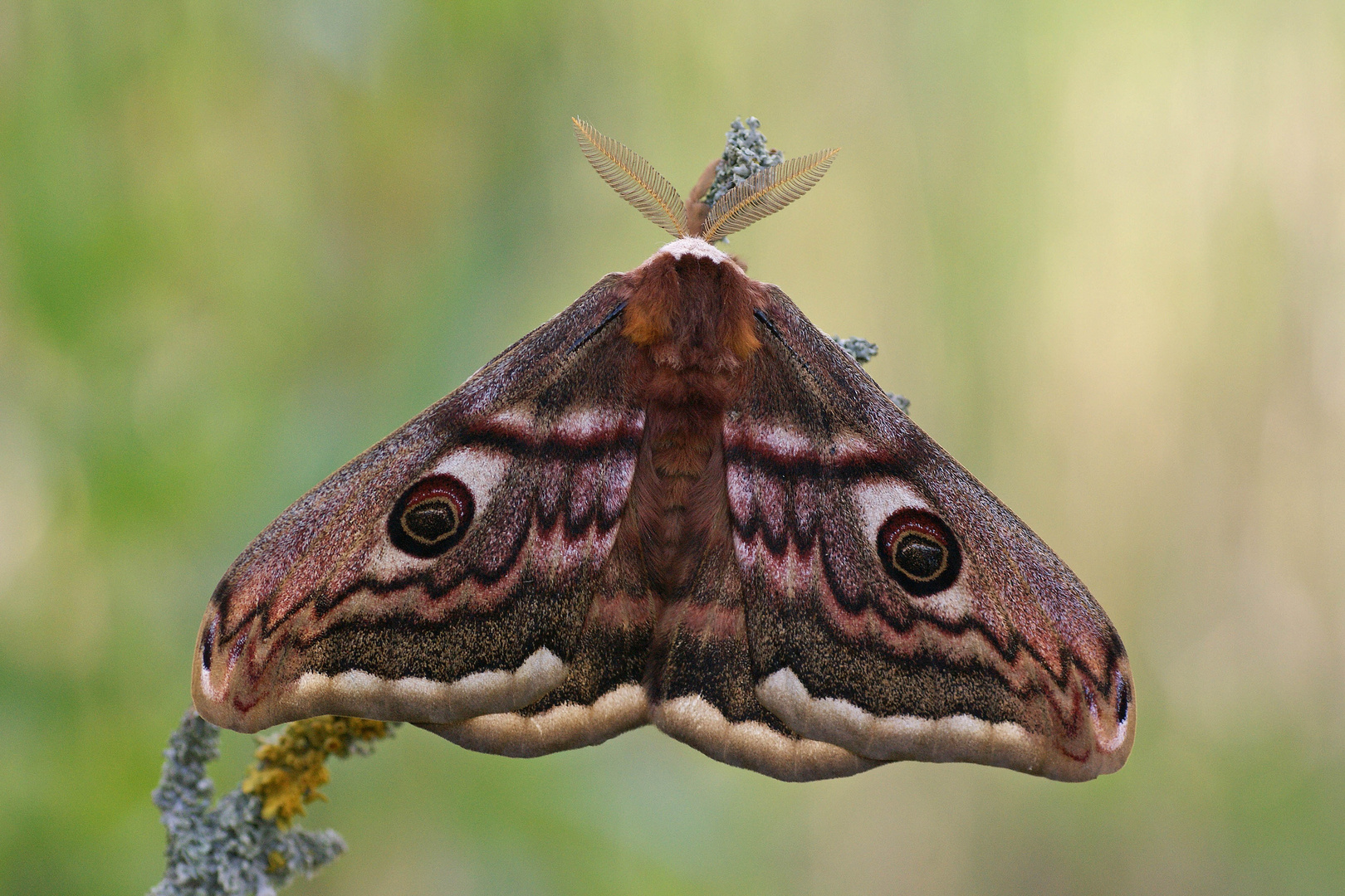 Hybride (Männchen)