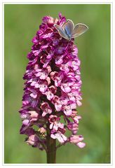 Hybride mit Schmetterling