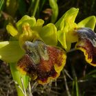 Hybride ophrys
