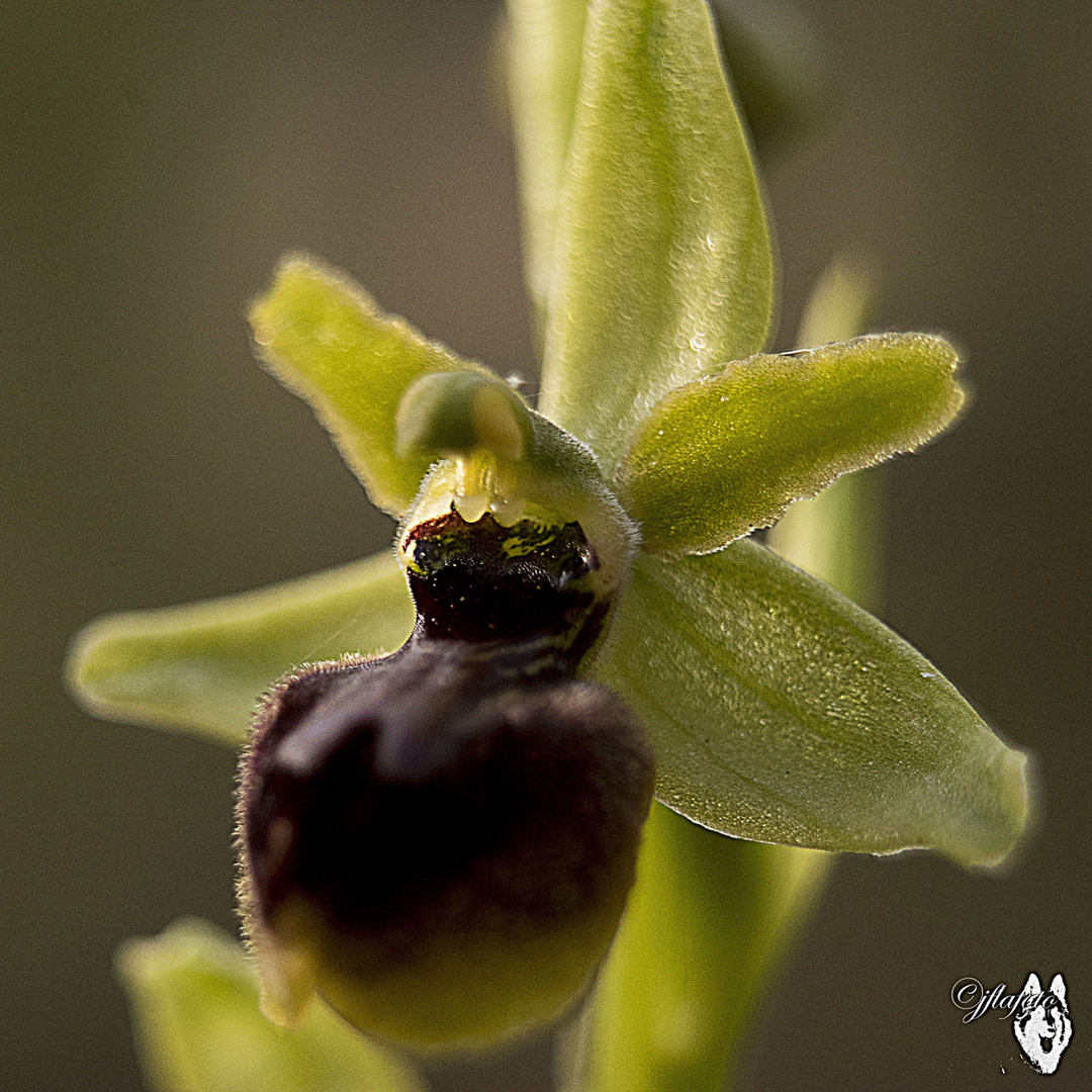 Hybride ophrys de la Drôme - ophrys petite araignée (ophrys drumana x araneola)