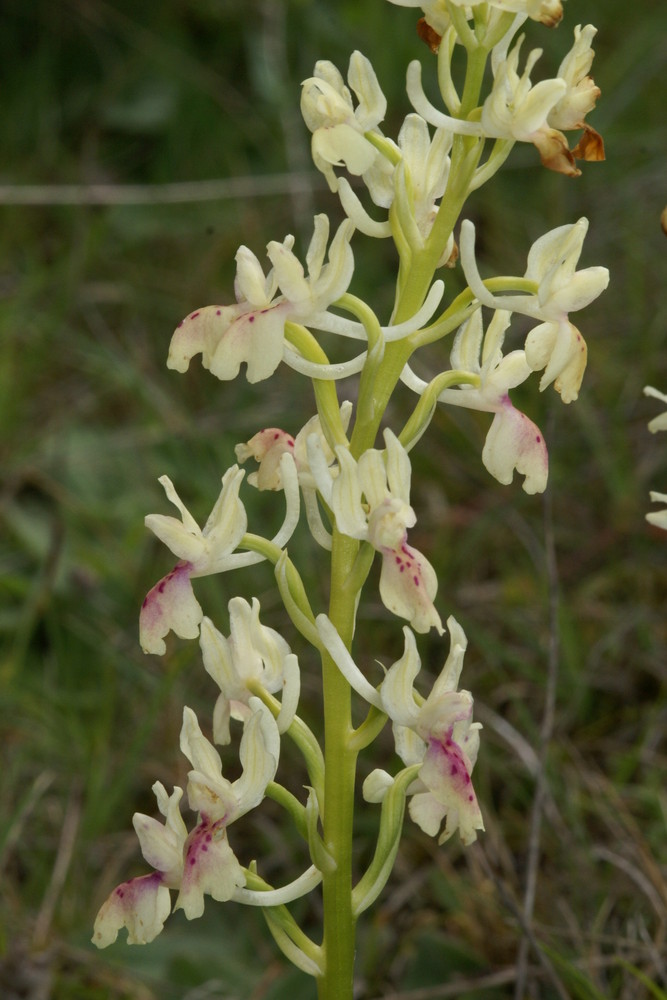 Hybride, Orchis mascula X Orchis provincialis (Aude)