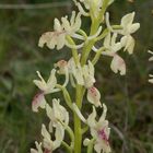 Hybride, Orchis mascula X Orchis provincialis (Aude)