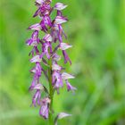 Hybride v. Helm-Knabenkraut (Orchis militaris)