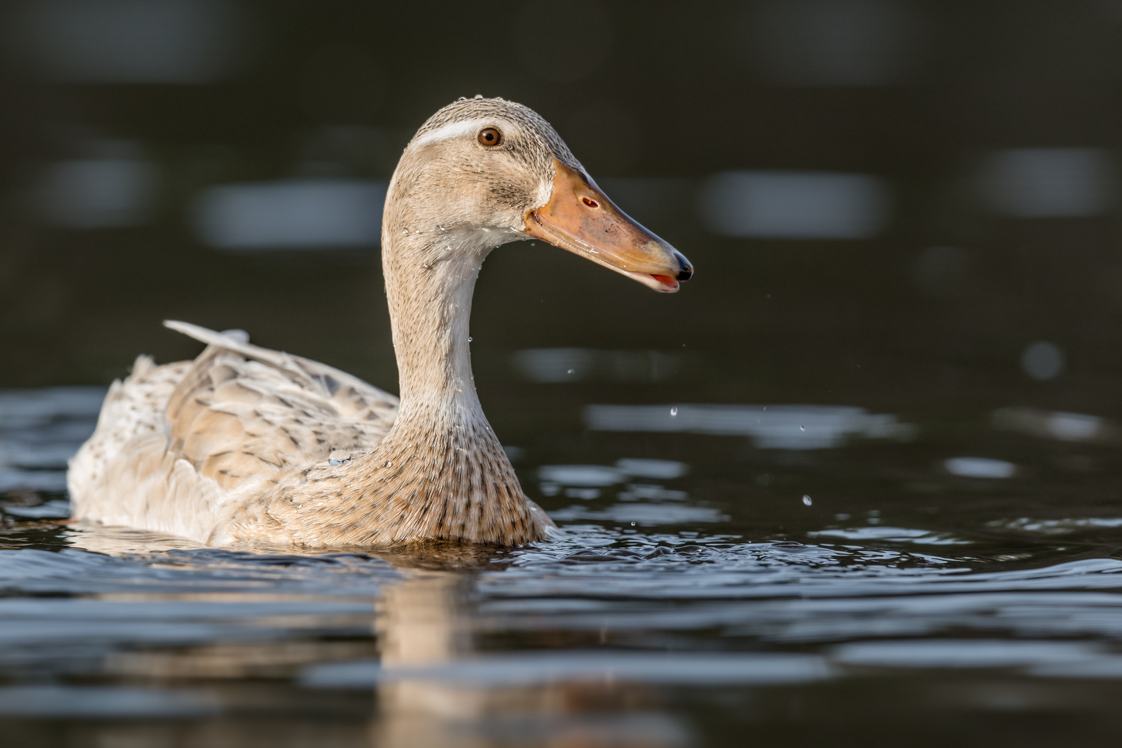 Hybriden Stockente x Laufente